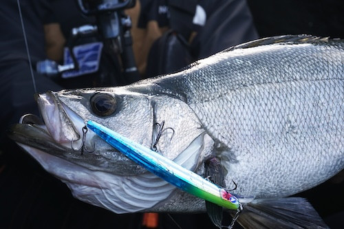 Blueblue Fishing, Bloowin 140J